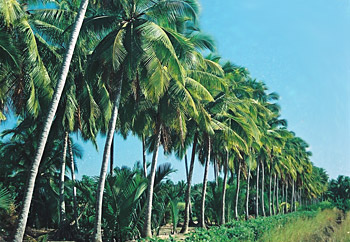 coconut vietdelta, coconut viet nam