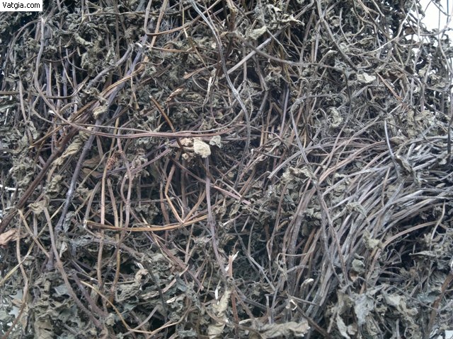 What is Asian grass jelly ?