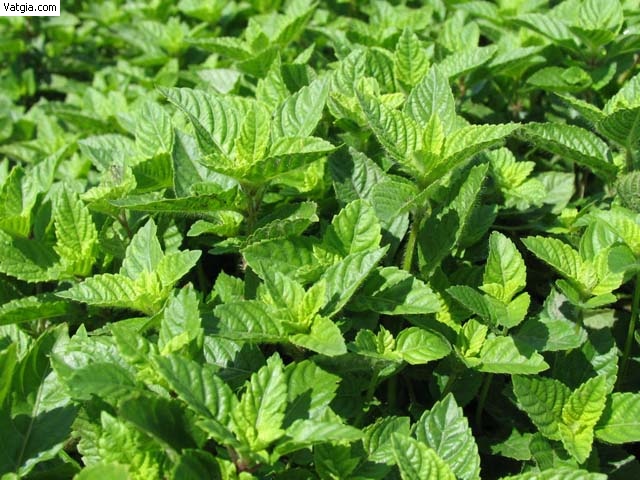 Crying with Asian grass jelly