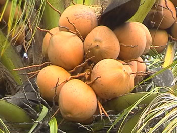 Ben Tre coconut plants hardships due to lack of raw materials