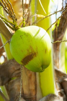 How do I Fast with Coconut Oil?