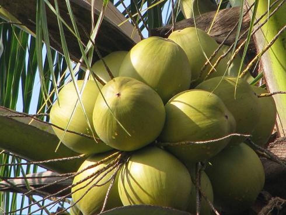 Healing effects of coconut
