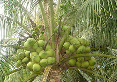 How We Produce the Freshest Coconut Oil in Vietnam