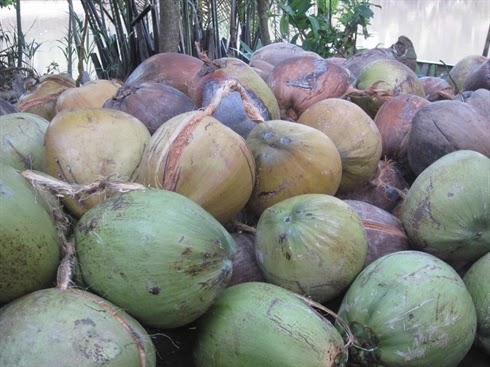 The price Dried coconut  rose sharply