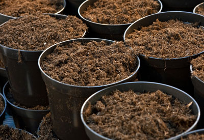 5 Amazing Applications of Coco Coir and Their Uses