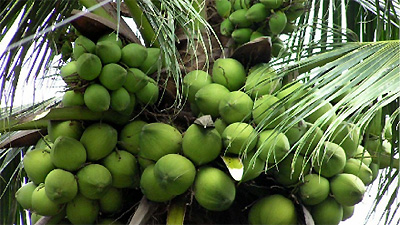 Coconut palms – symbol of Ben Tre