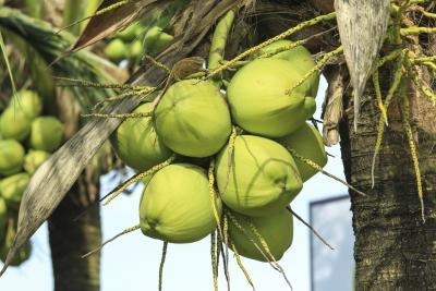 Coconut