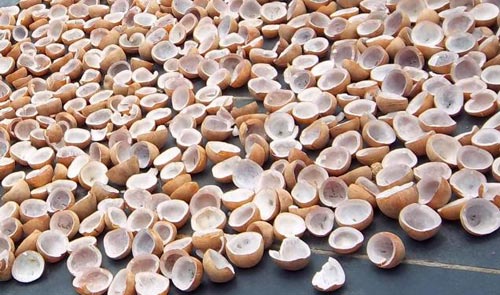 The Amazing Uses of Copra Coconut