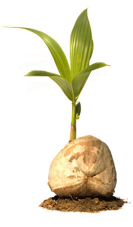 Coconut Oil Contains theHealthiest Substance on Earth!