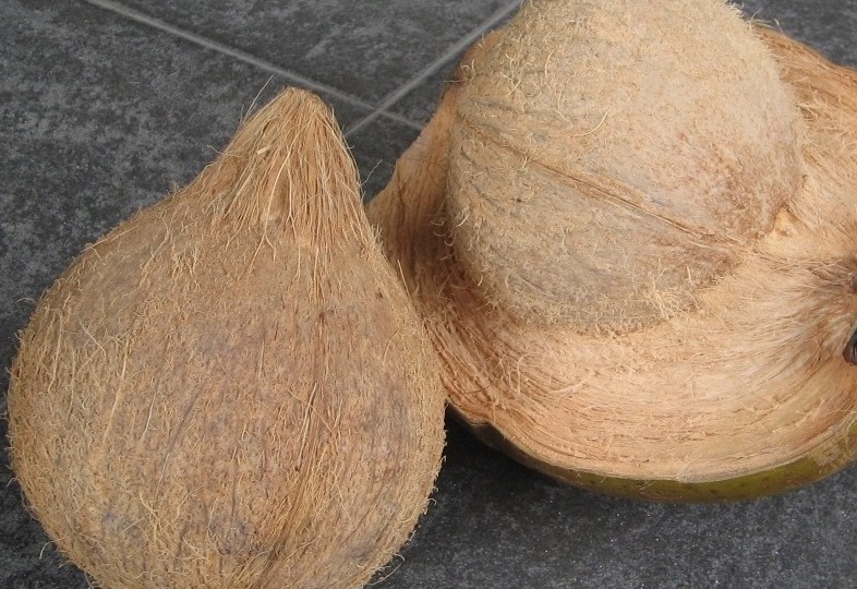 Mature Coconut
