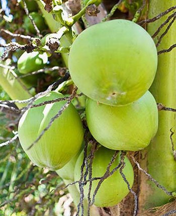 Is coconut a superfood?
