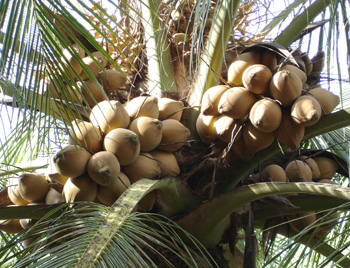 THE SITUATION OF EXPORTING COCONUT IN 2012