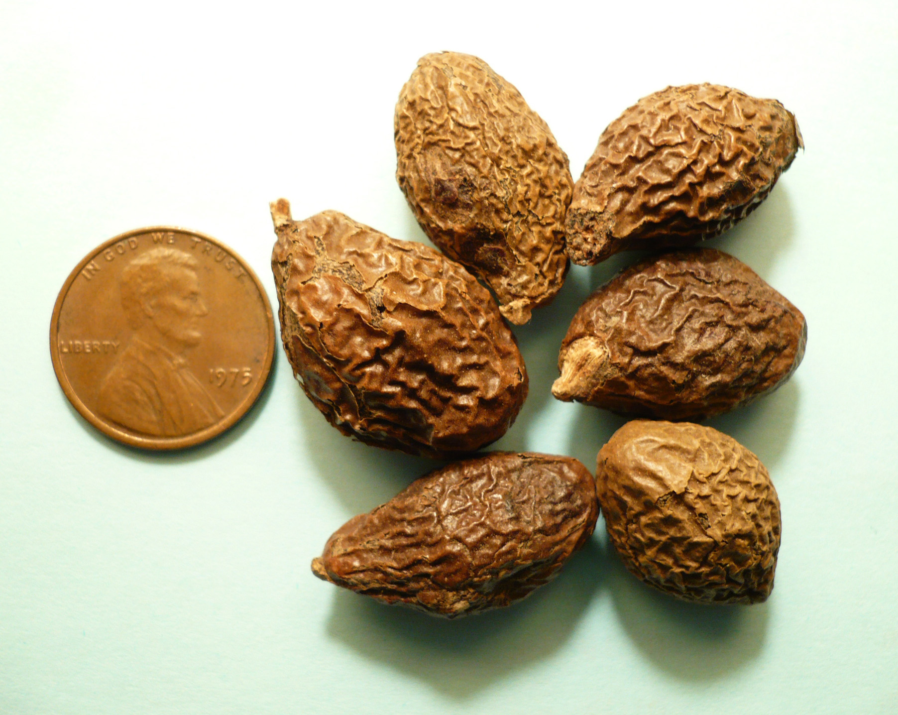 What is Malva Nuts ?