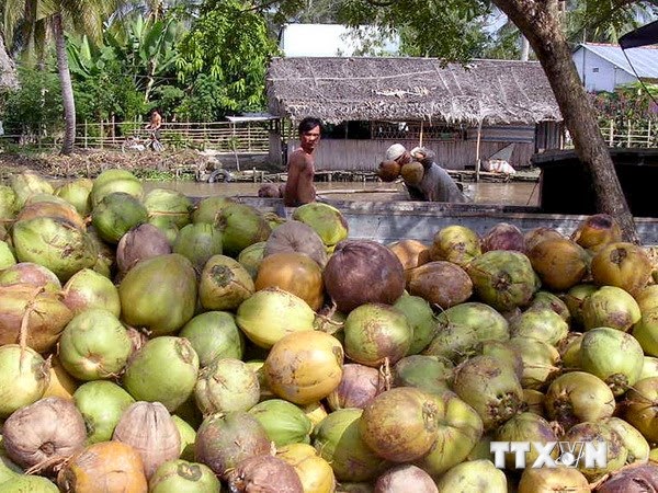 Coconut price increases!
