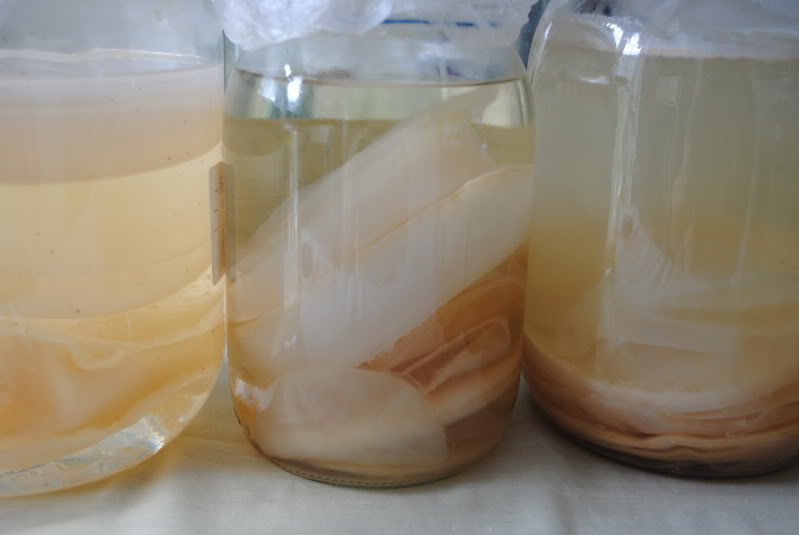 The benefits of coconut vinegar 