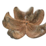 Applications and Uses of Coconut Husk in Modern World