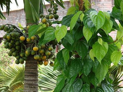 Betel nuts: Not only to eat betel