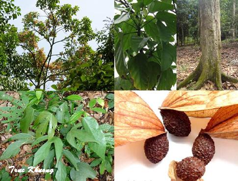 Forest Protection Initiative Malva nut