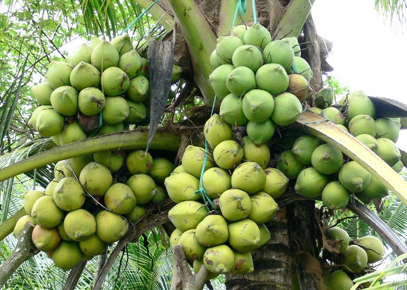 Find directions to Ben Tre coconut tree 